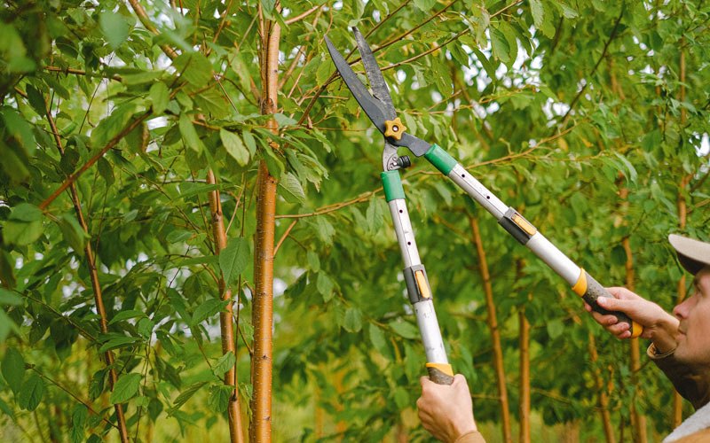 Tree trimming in Trumansburg, NY